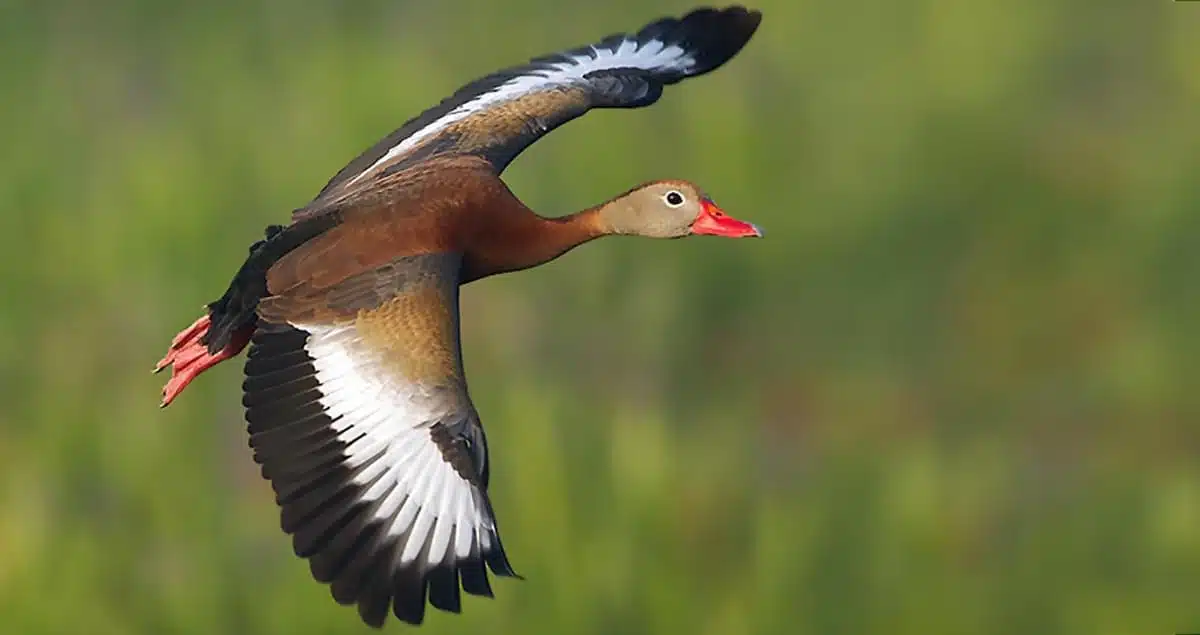 Whistling_Duck