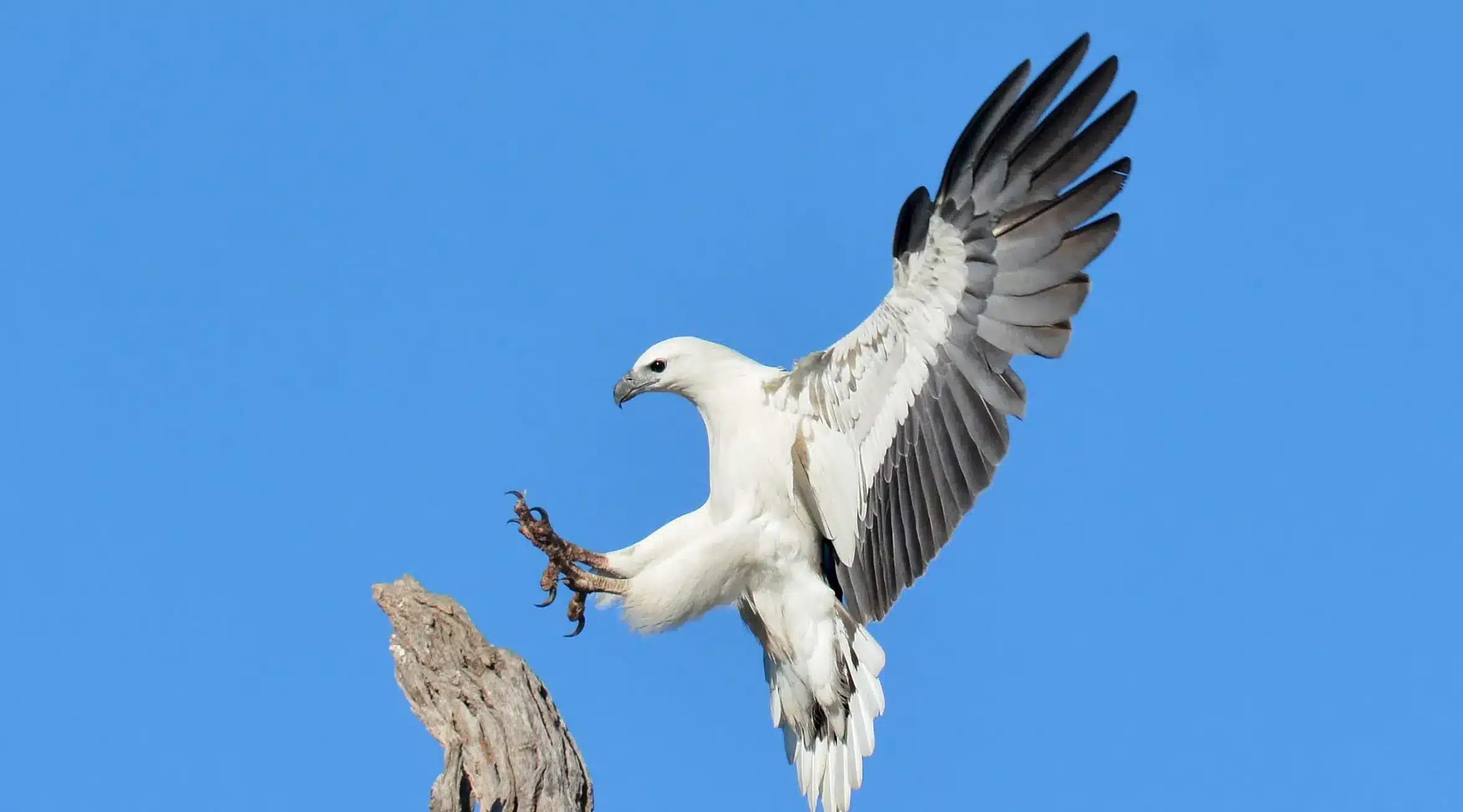 White-Bellied_Sea_Eagle
