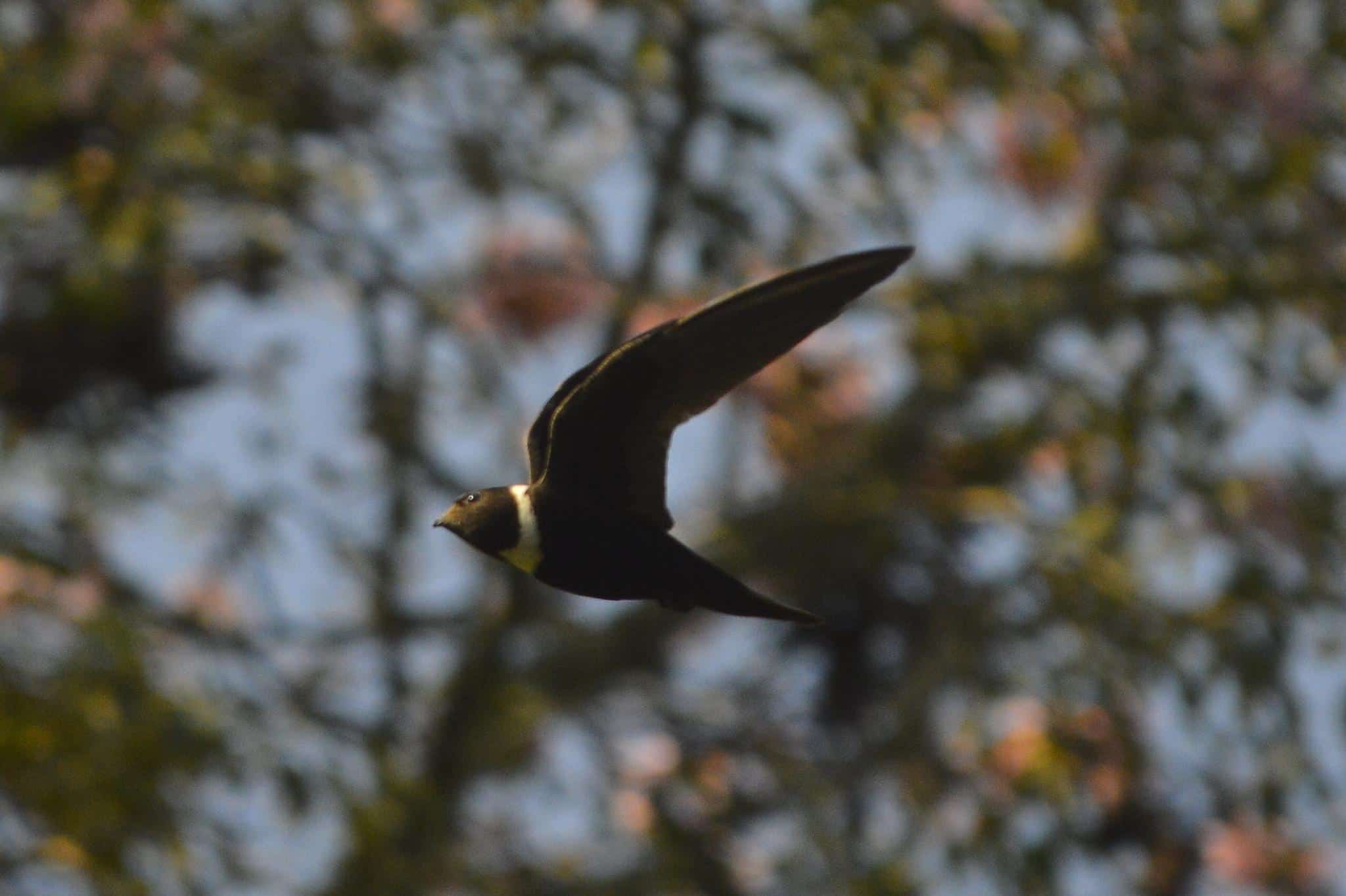White-Collared_Swift