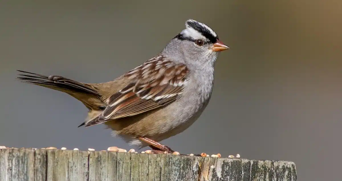 White-Crowned_Sparrow
