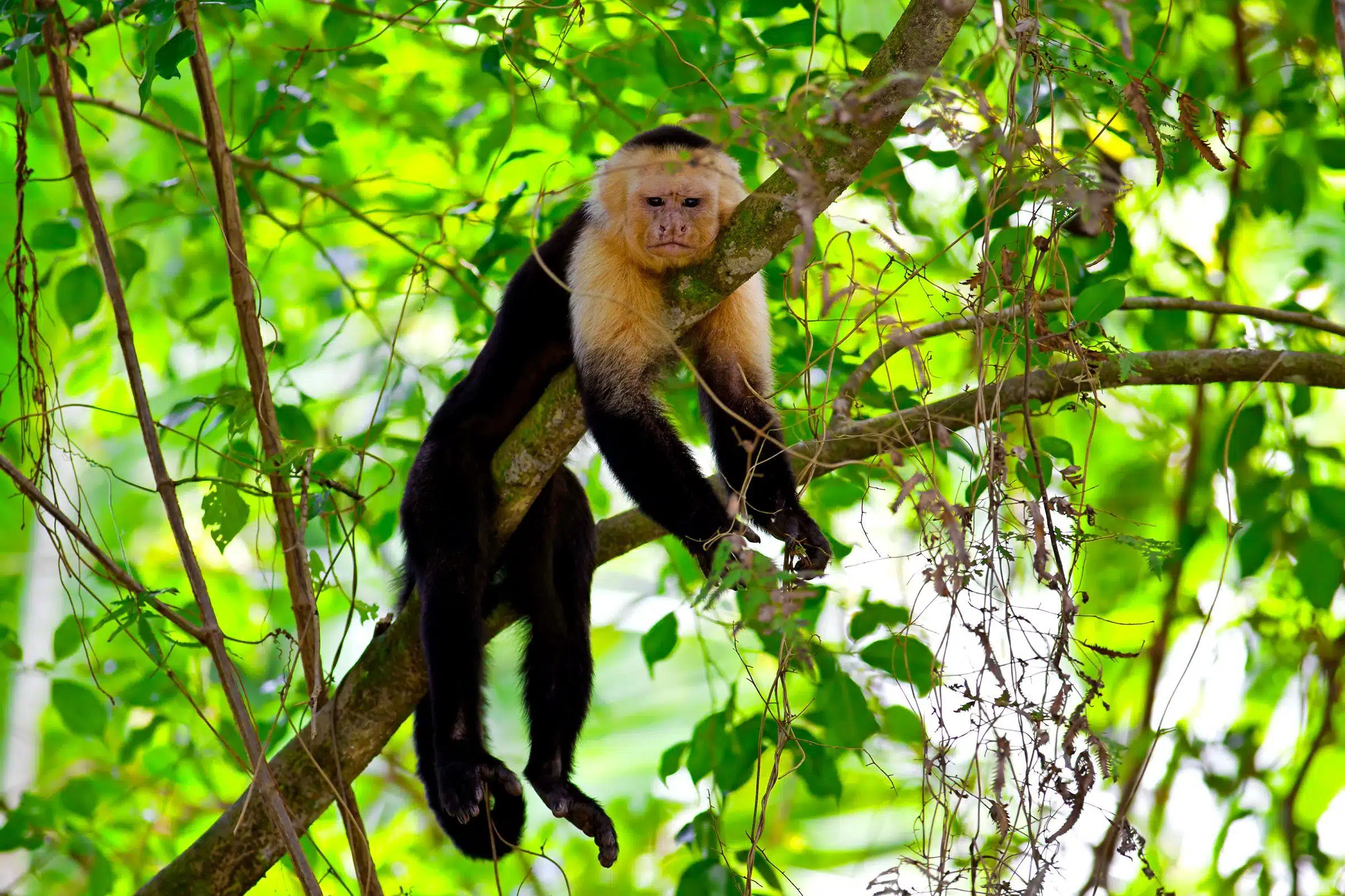White-Faced_Capuchin