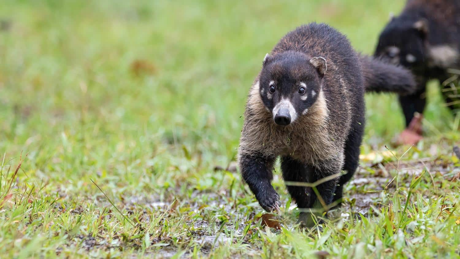 White-Nosed_Coatis