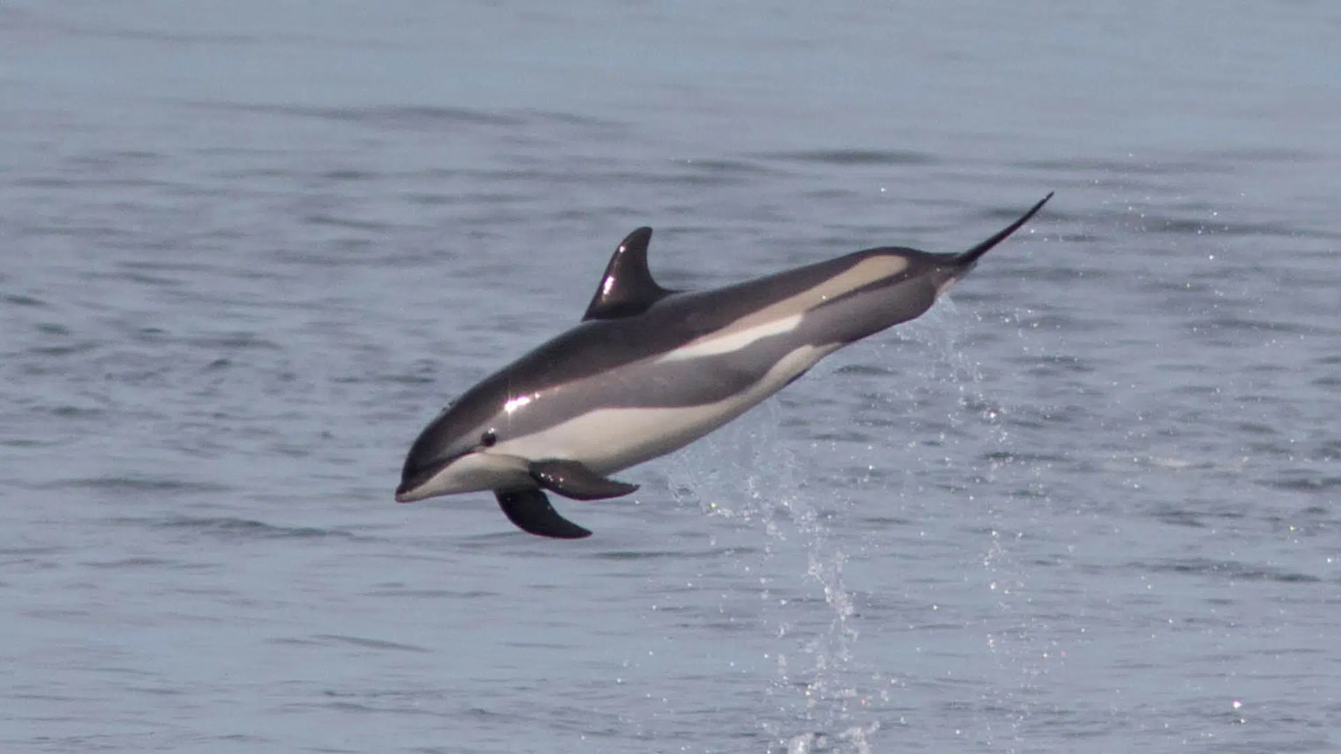 White-Sided_Dolphin