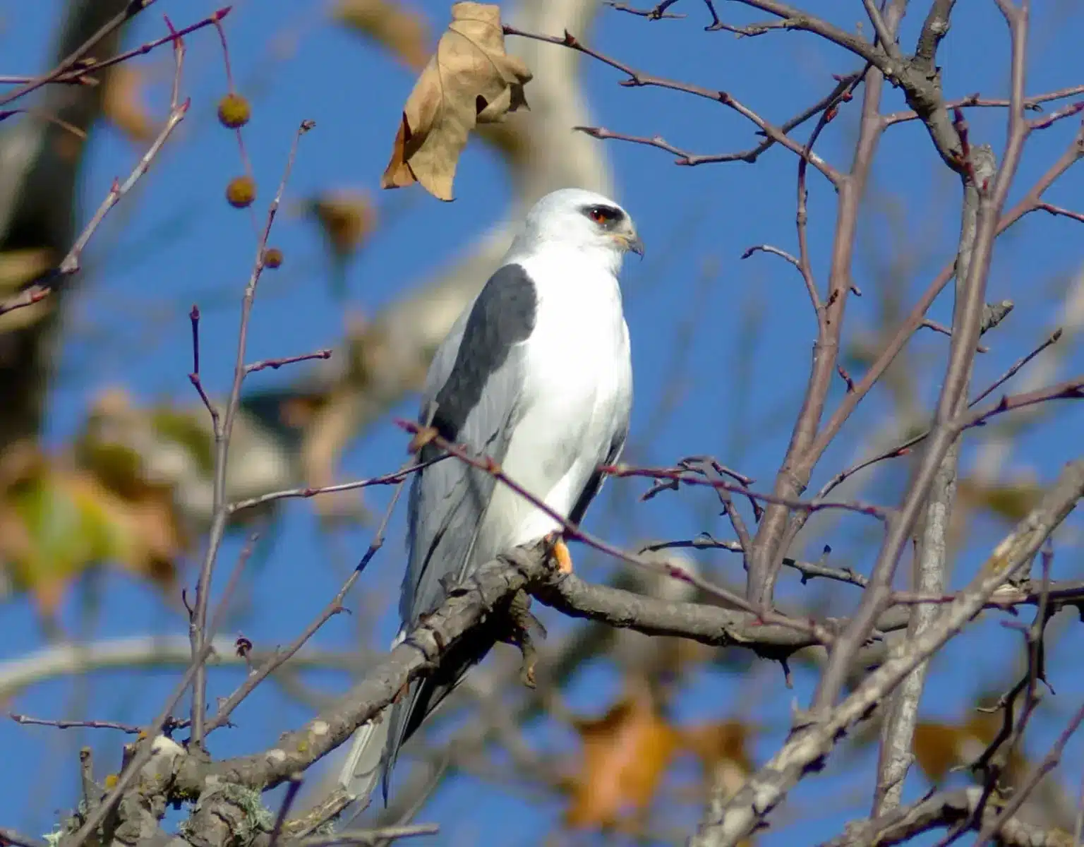 White-Tailed_Kite