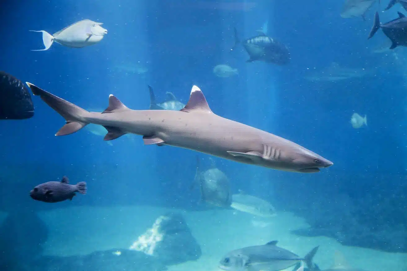 White-Tip_Reef_Shark