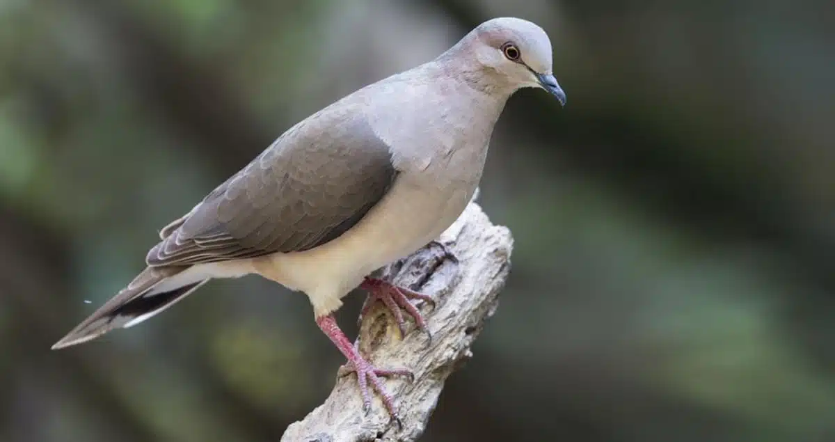 White-Tipped_Dove