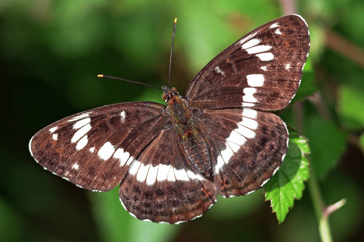 White_Admiral