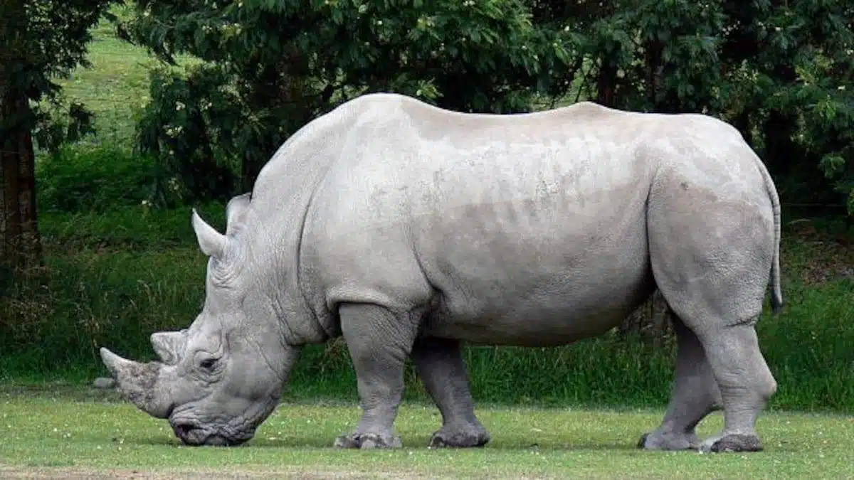 White_Rhino