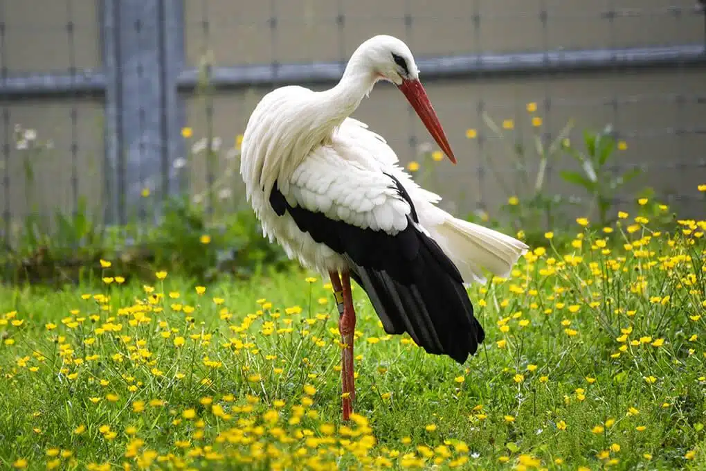 White_Stork