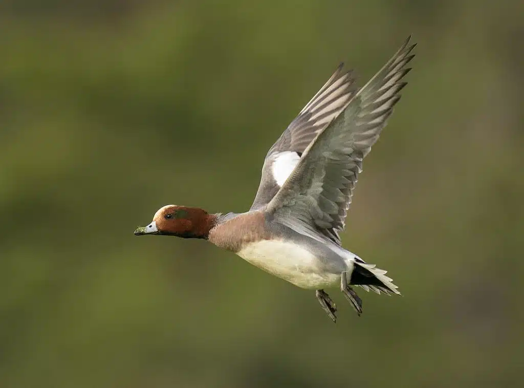 Wigeon