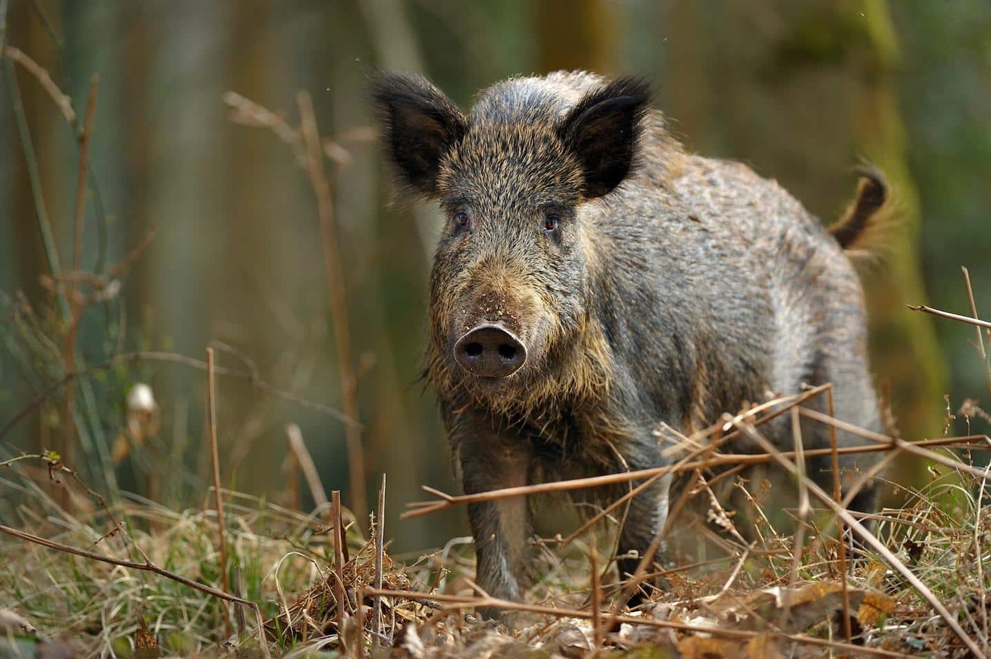 Wild_Boar