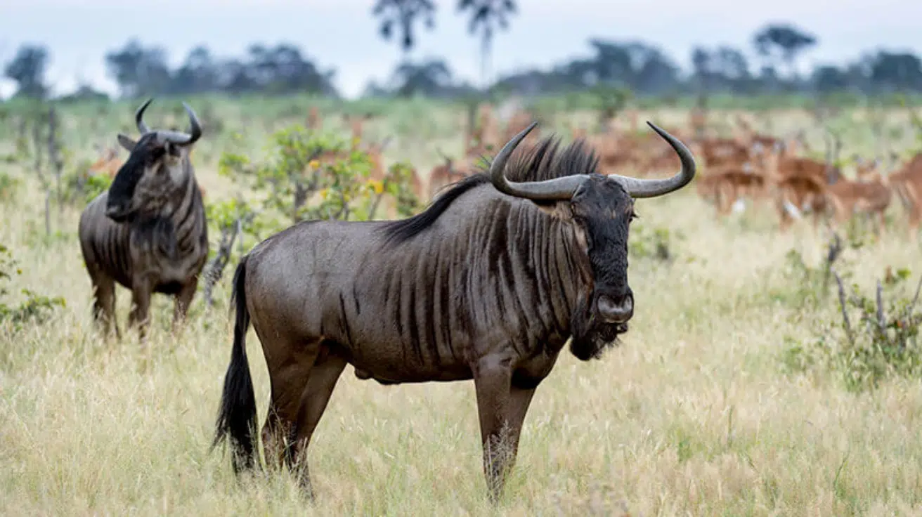 Wildebeest