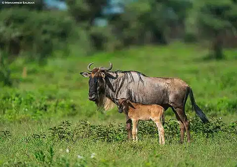 Wildebeest_Connochaetes_taurinus
