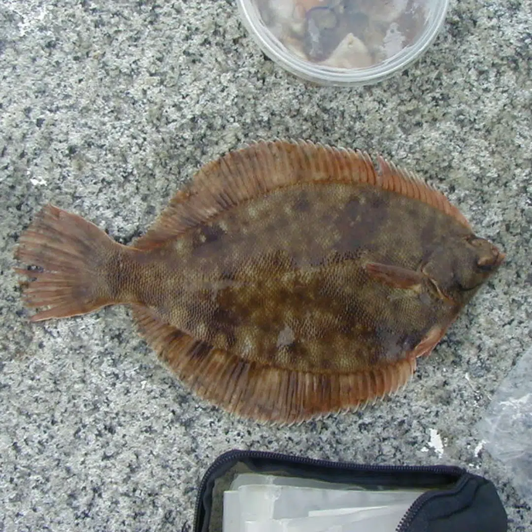 Winter_Flounder
