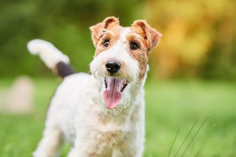 Wire_Fox_Terrier