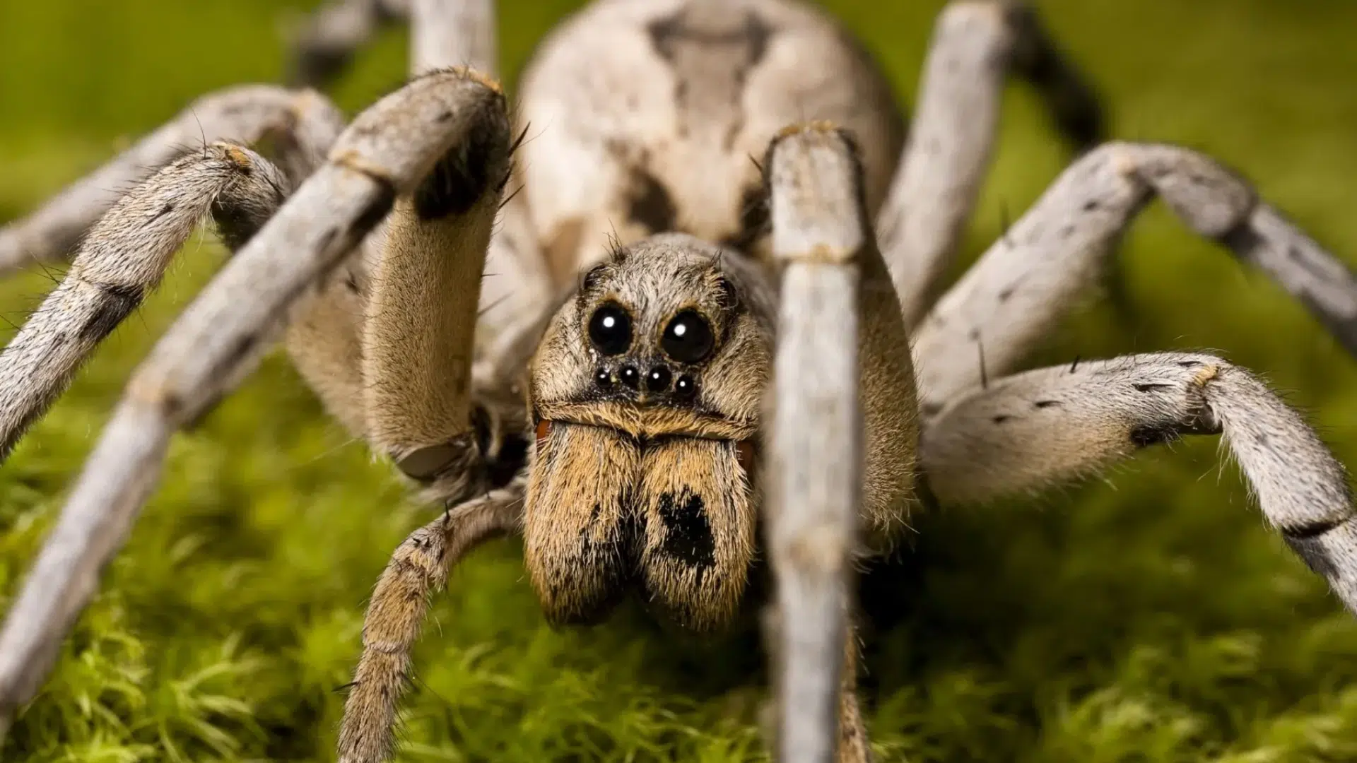 Wolf_Spider
