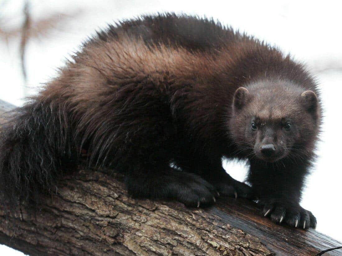 Wolverine