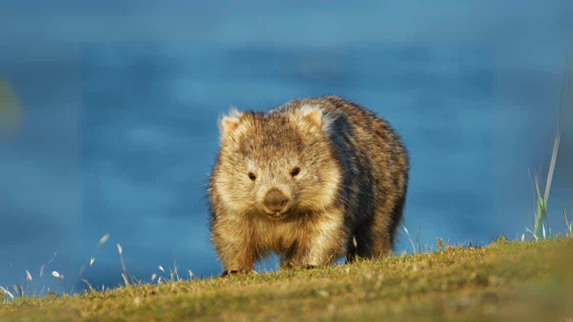 Wombat
