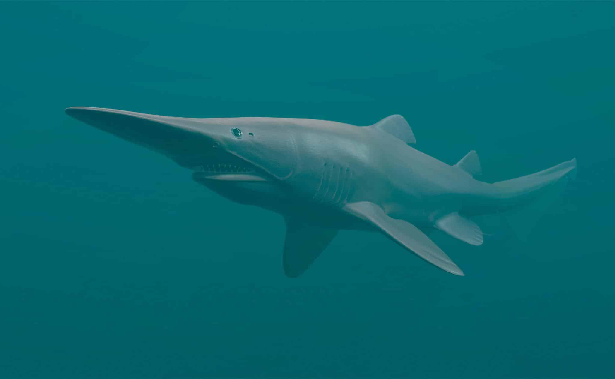 Wombat_Shark_goblin_Shark