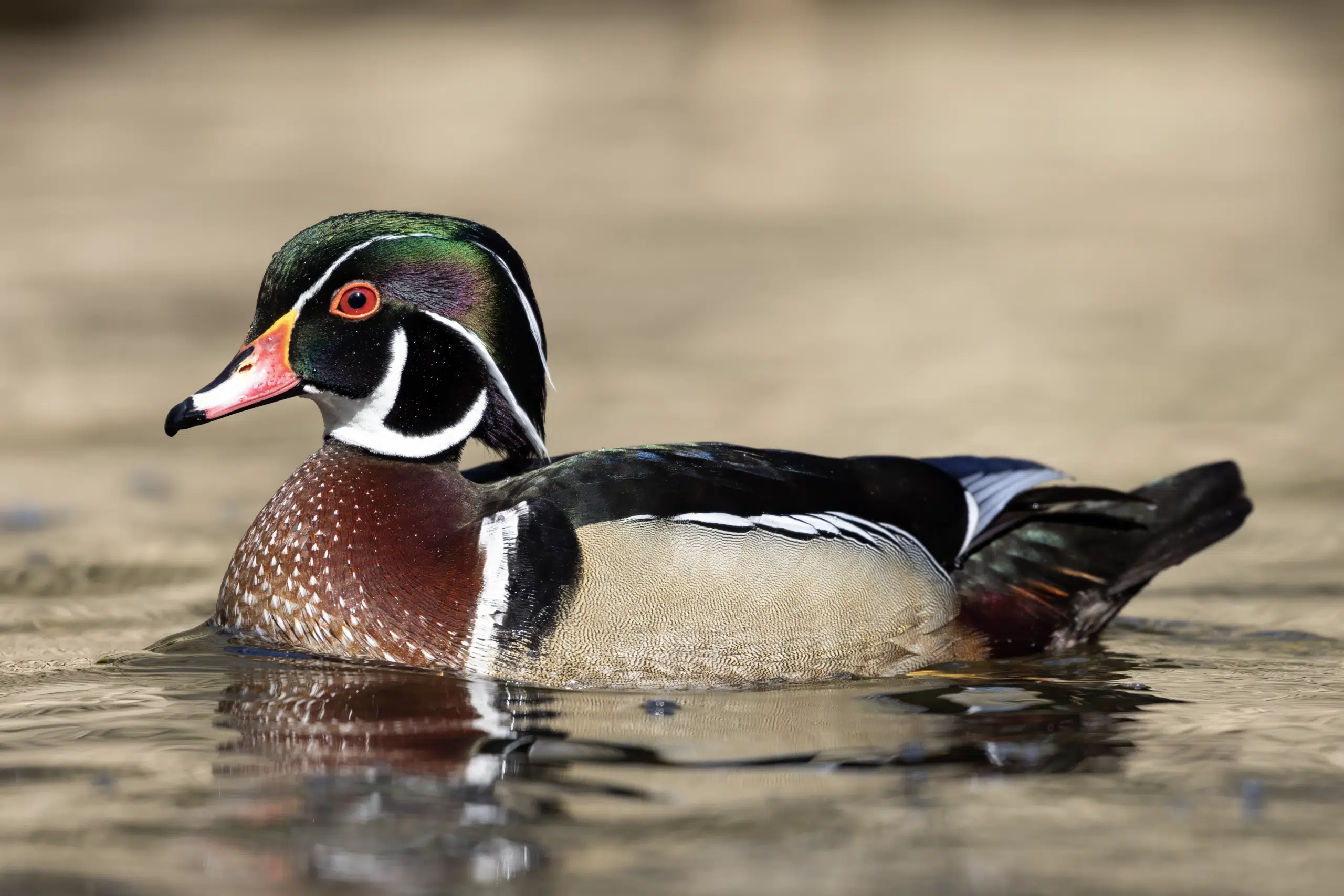 Wood_Duck