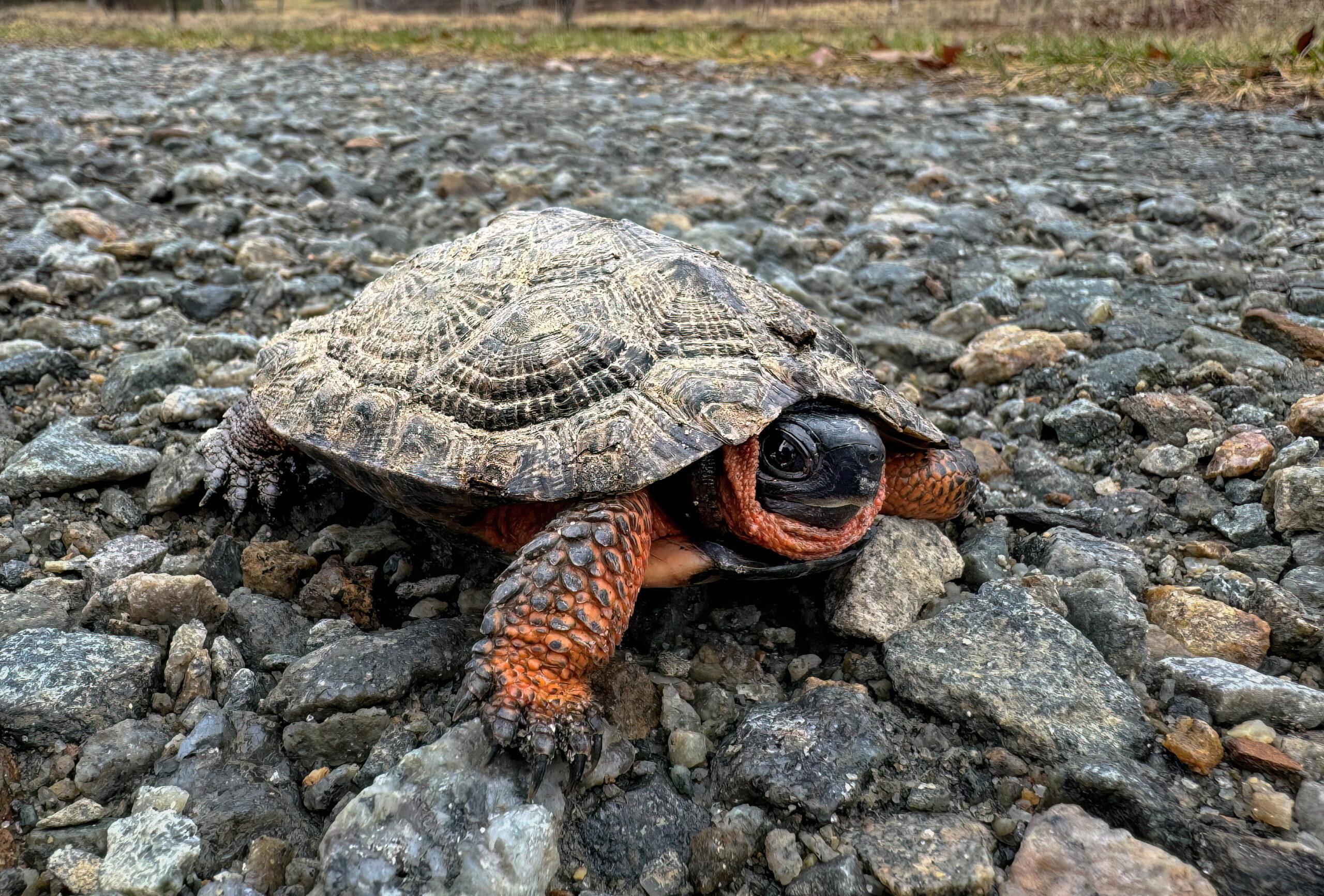 Wood_Turtle