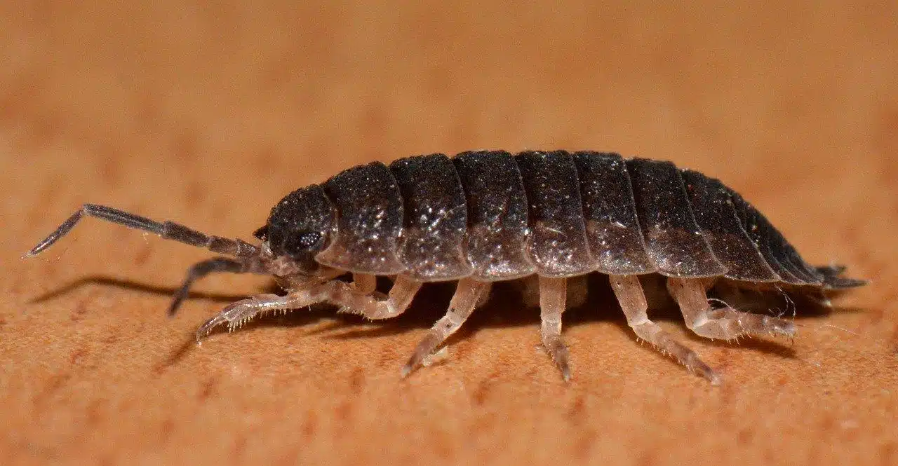 Woodlouse