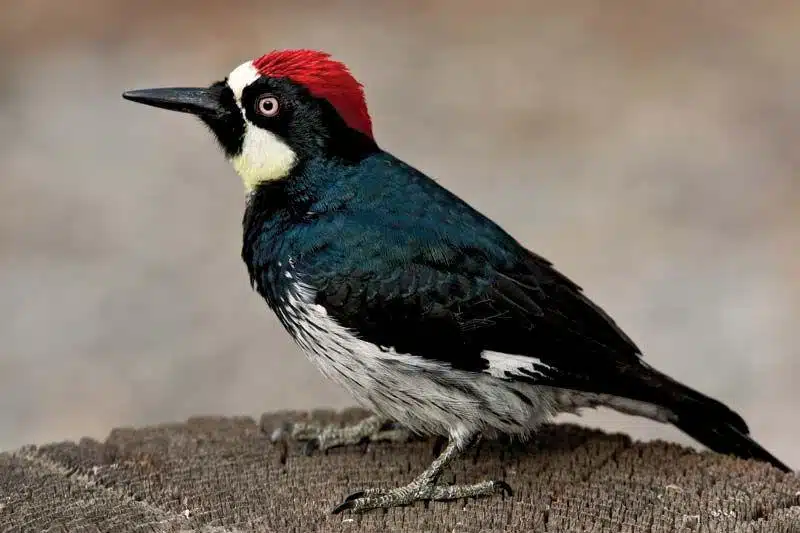 Woodpecker