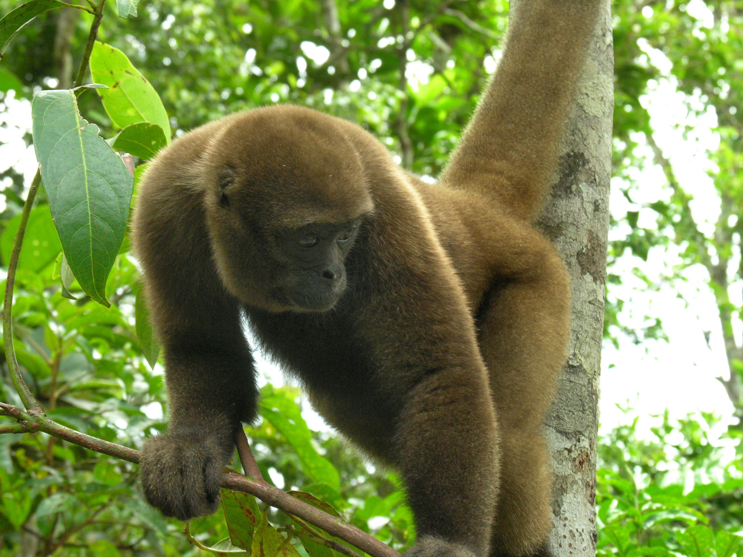 Woolly_Monkey
