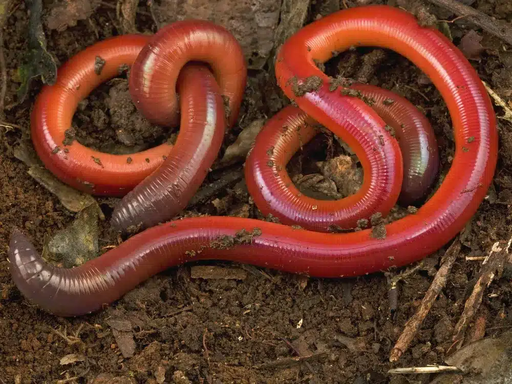 Worm