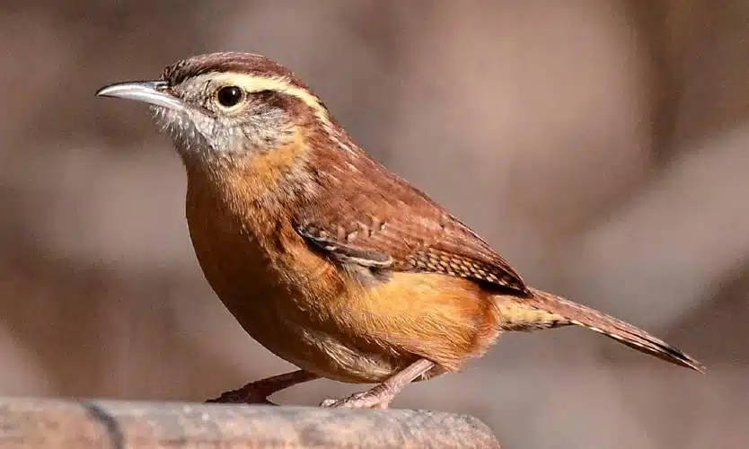 Wren