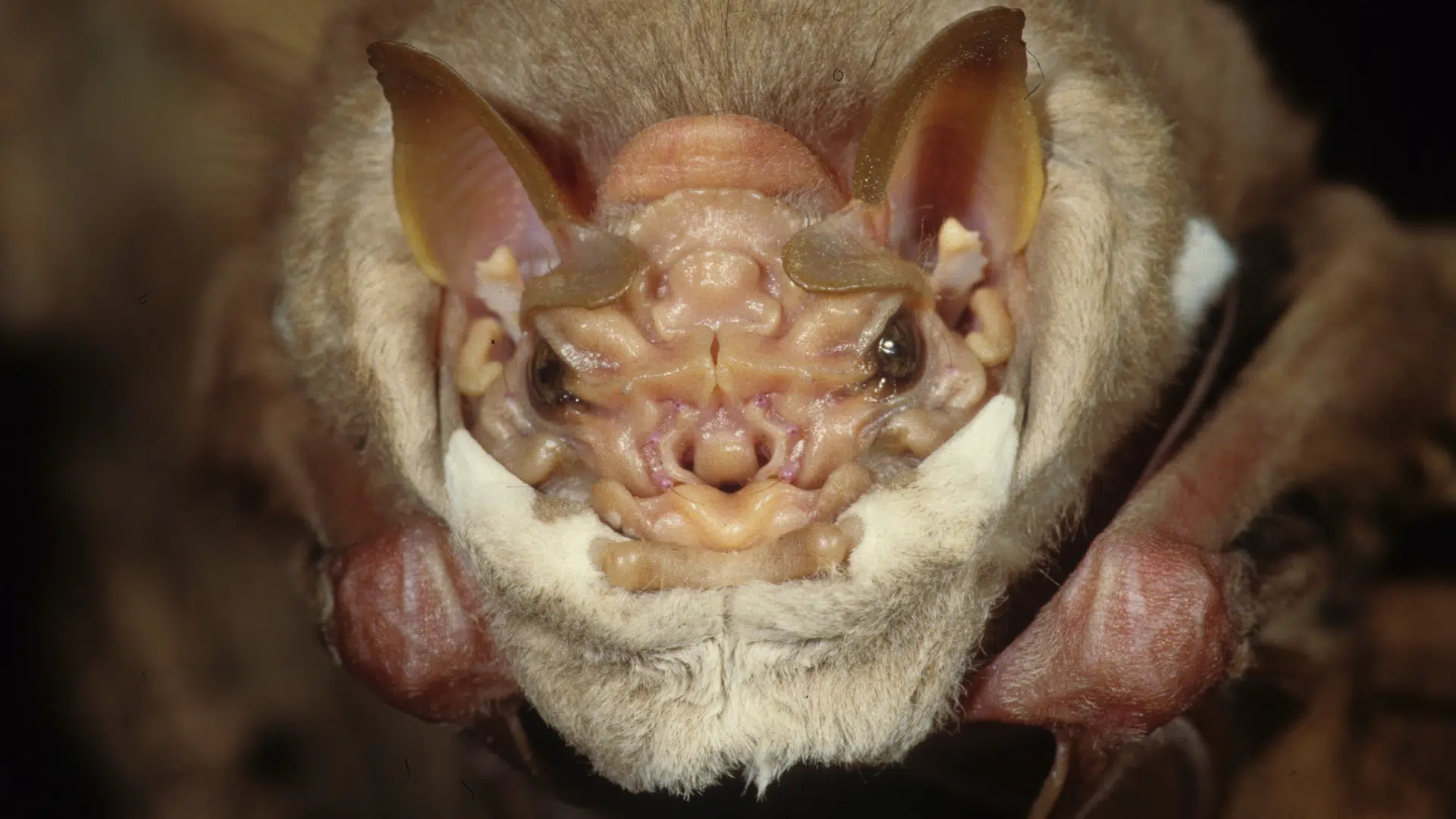 Wrinkle-Faced_Bat