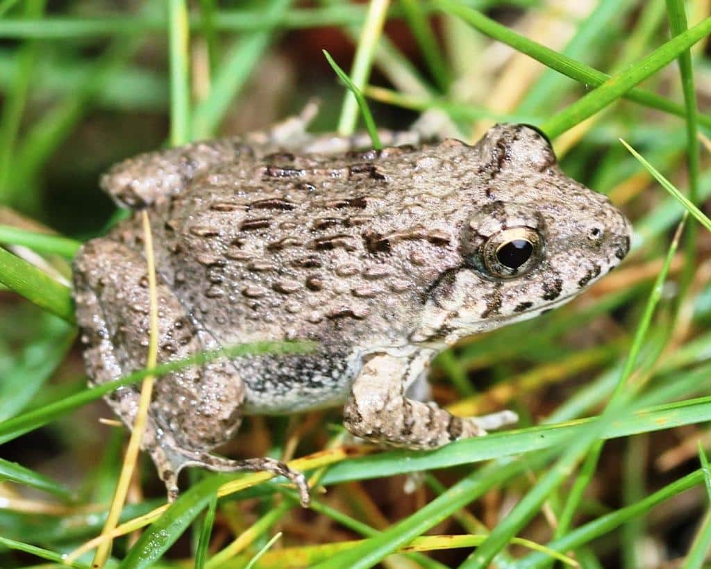 Wrinkled_Frog