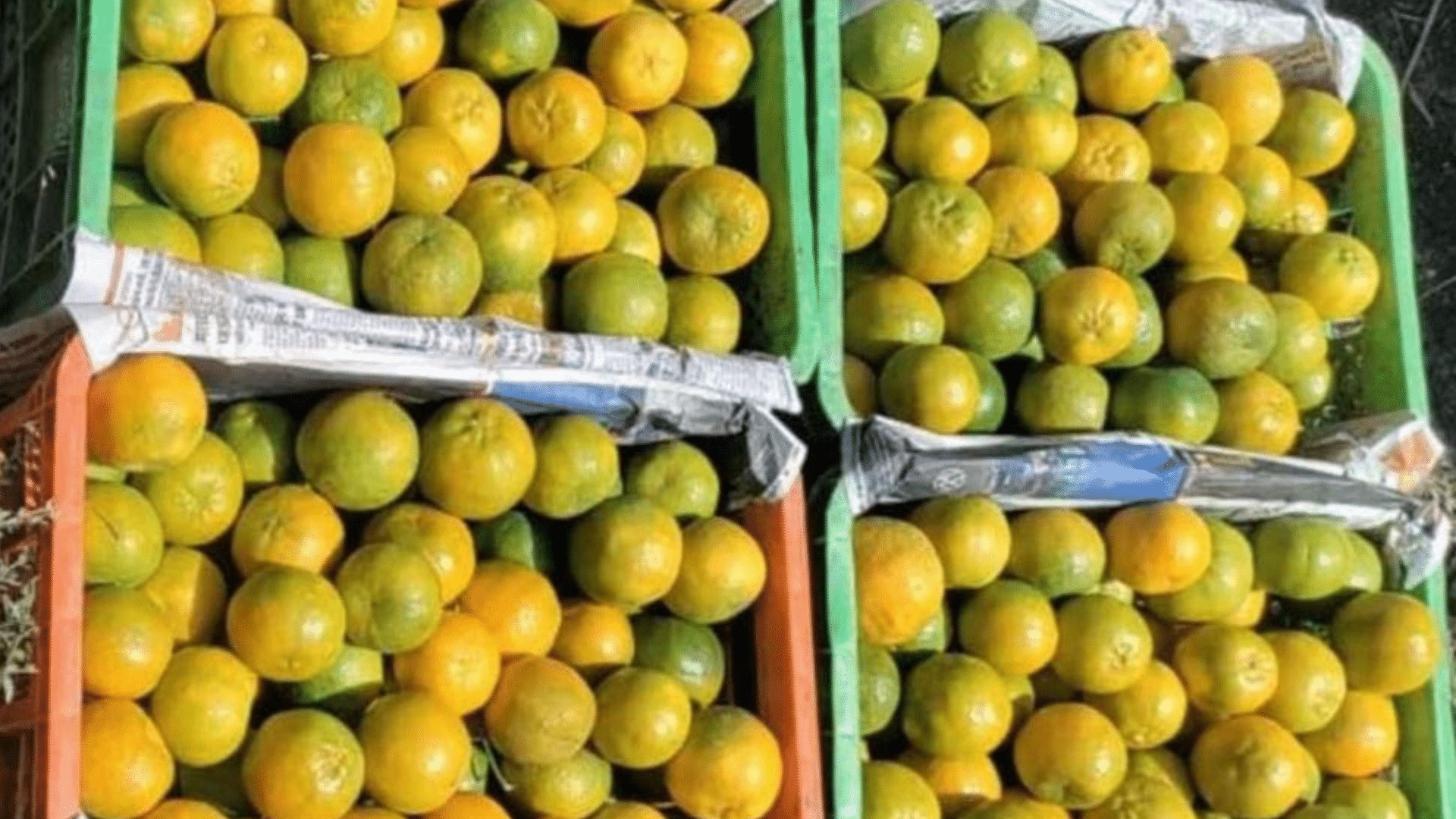 Xerox_Fruit