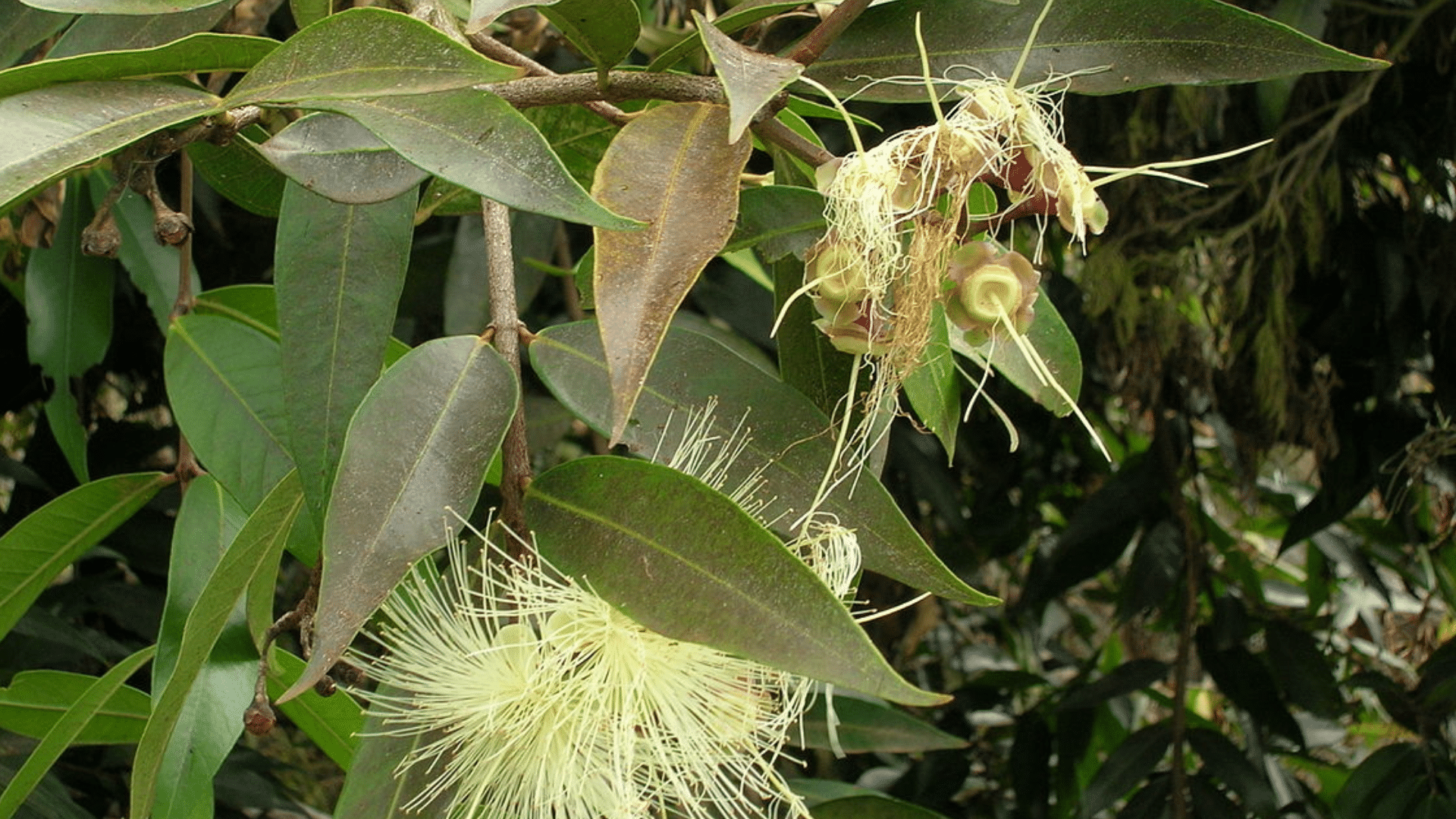 Xiphophyllum