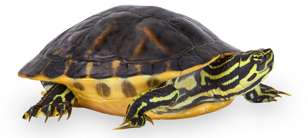 Yellow-bellied_slider