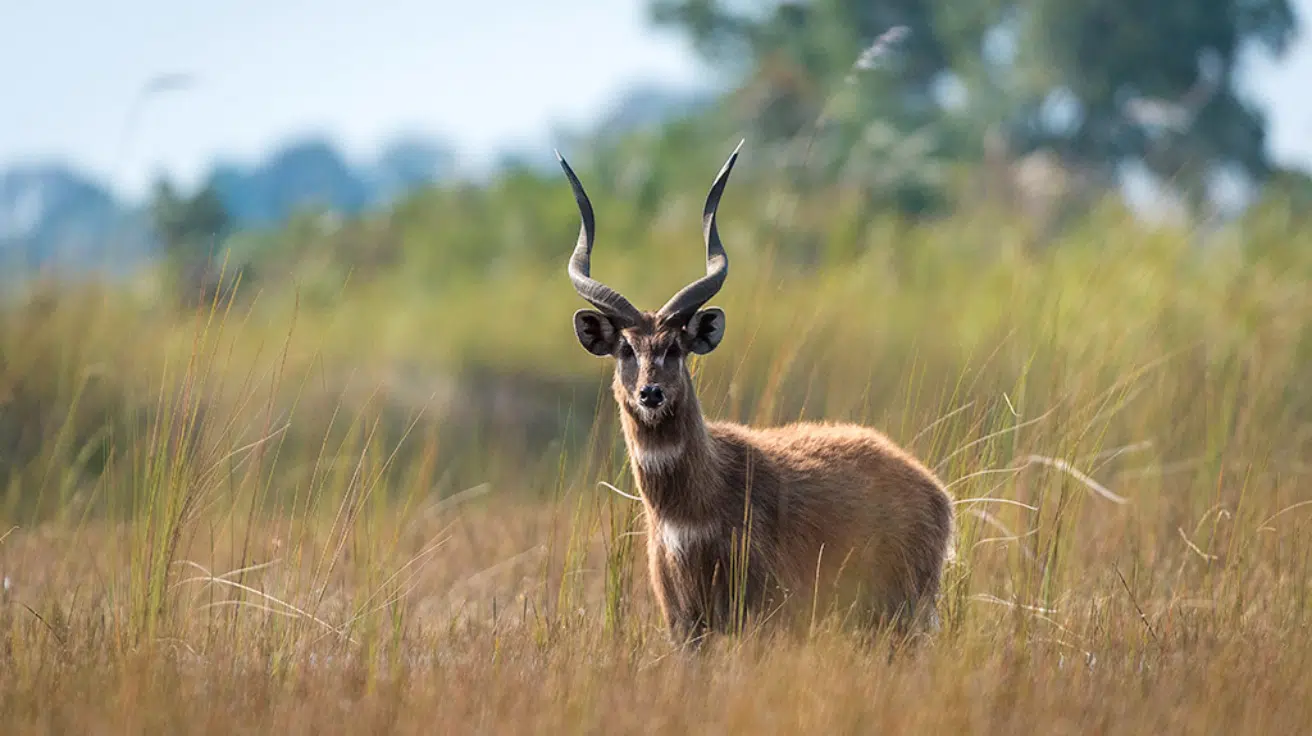 Zambezi_Sitatunga