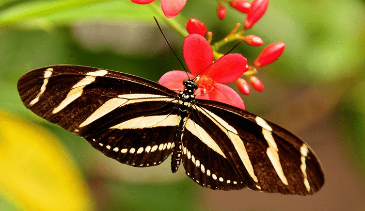 Zebra_Longwing