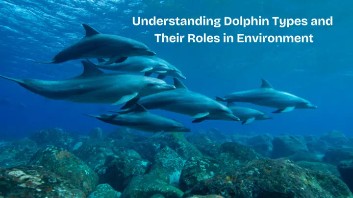 Understanding Dolphin Types and Their Roles in Environment