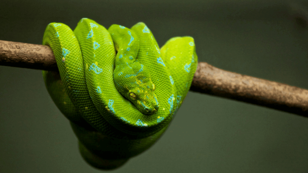 25 shocking facts about snakes