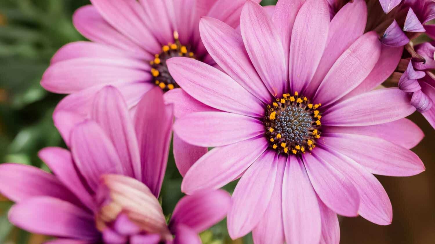 African_Daisy
