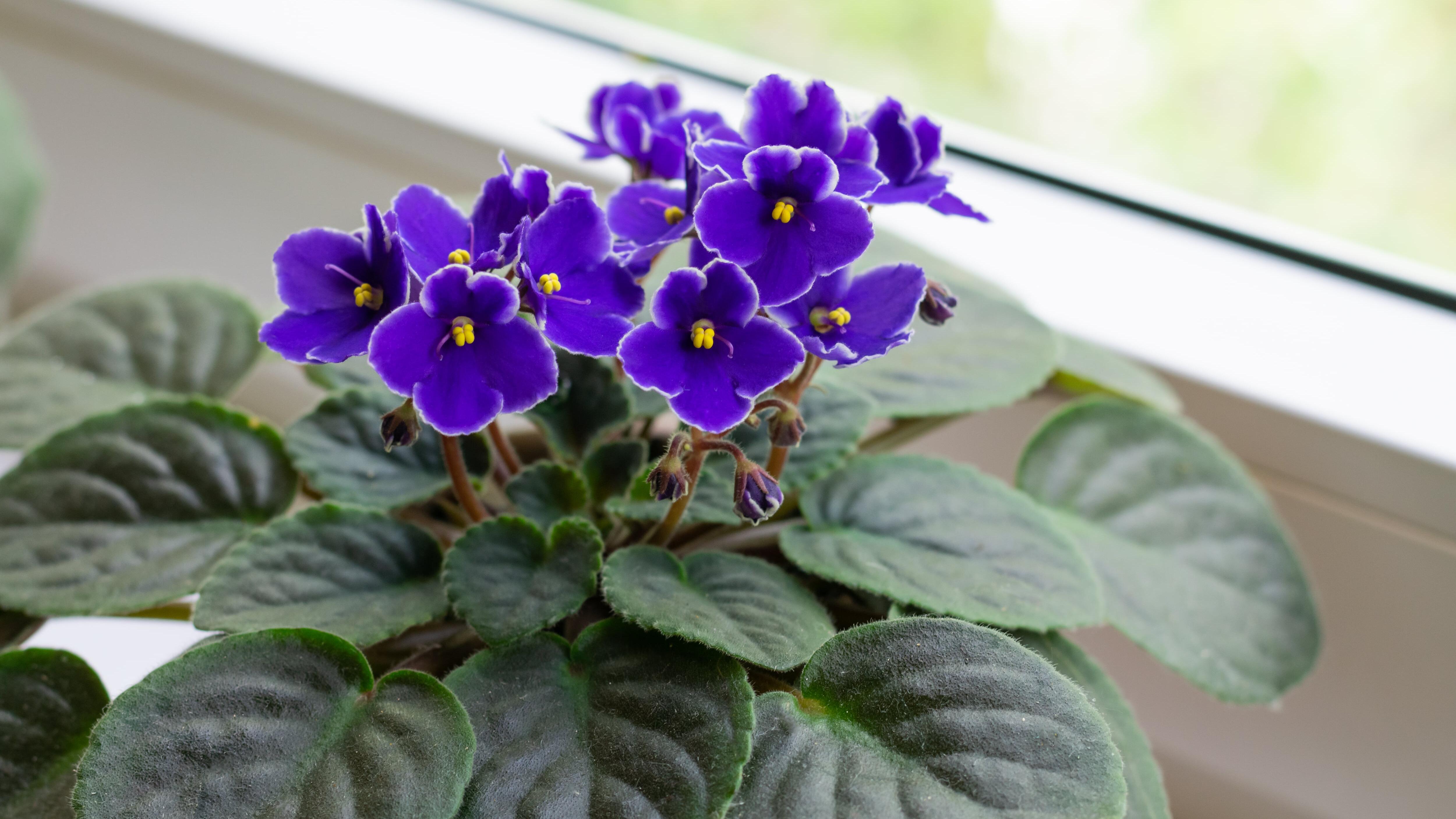 African_Violet