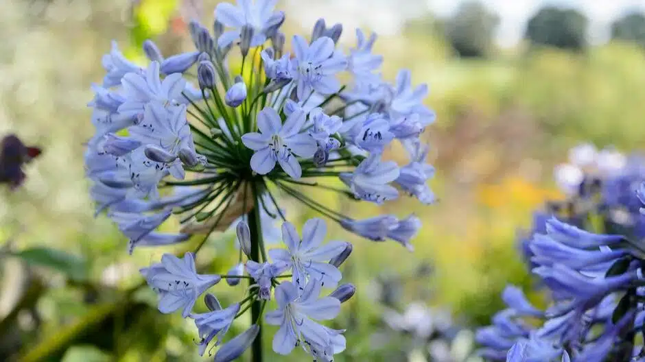 Agapanthus