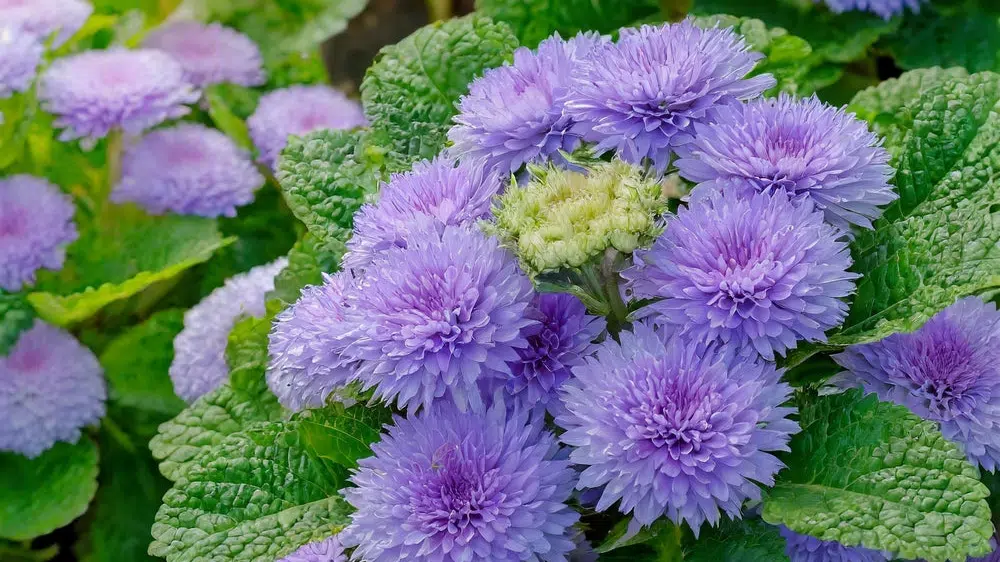 Ageratum
