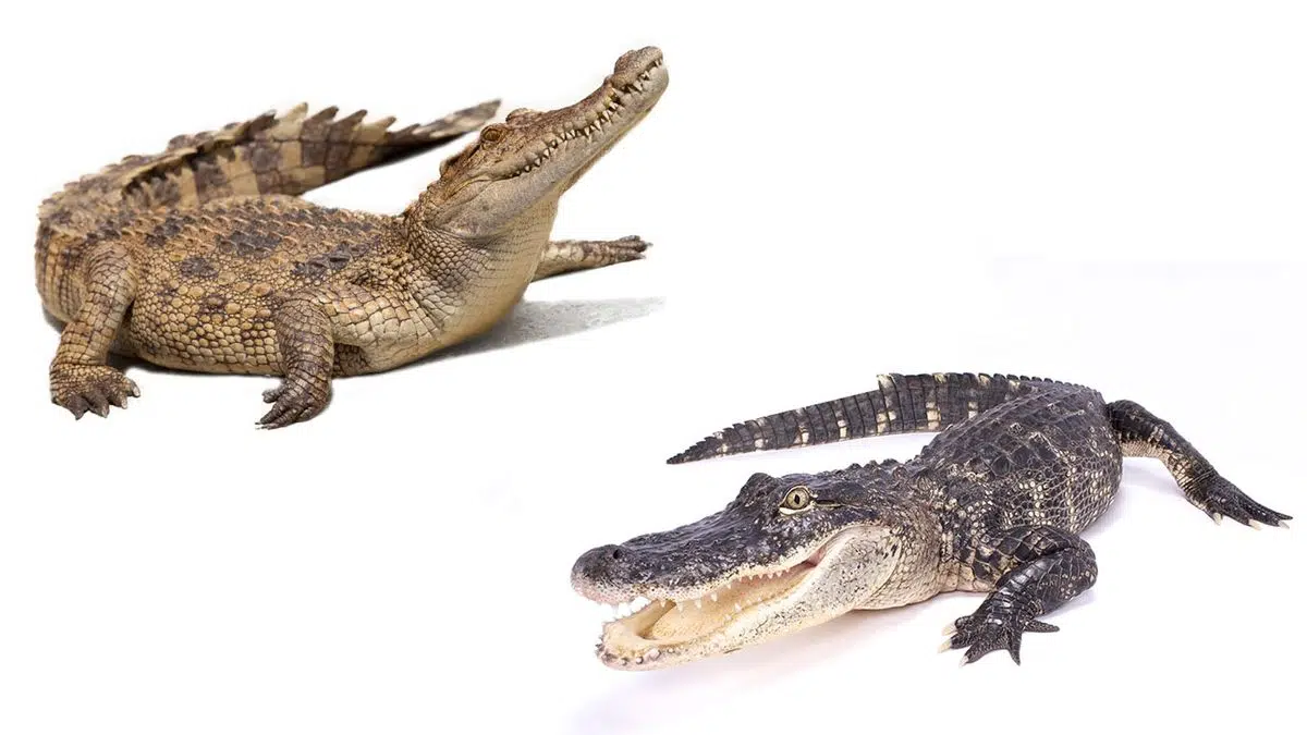 Alligators_vs_Crocodiles_Whats_the_Color_Difference
