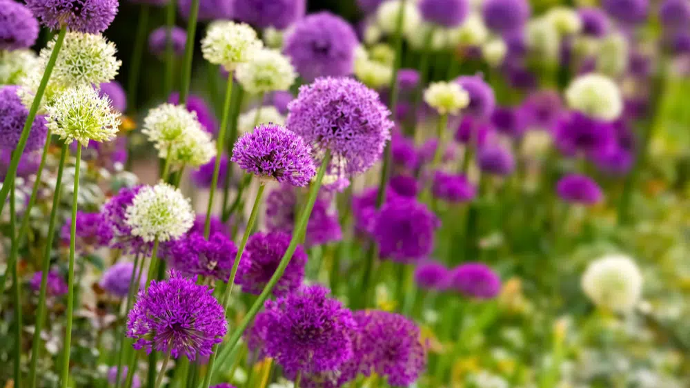 Allium