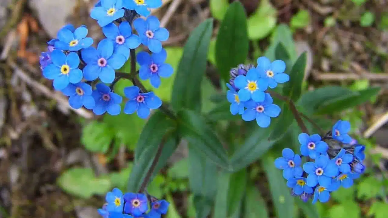 Alpine_Forget-Me-Not