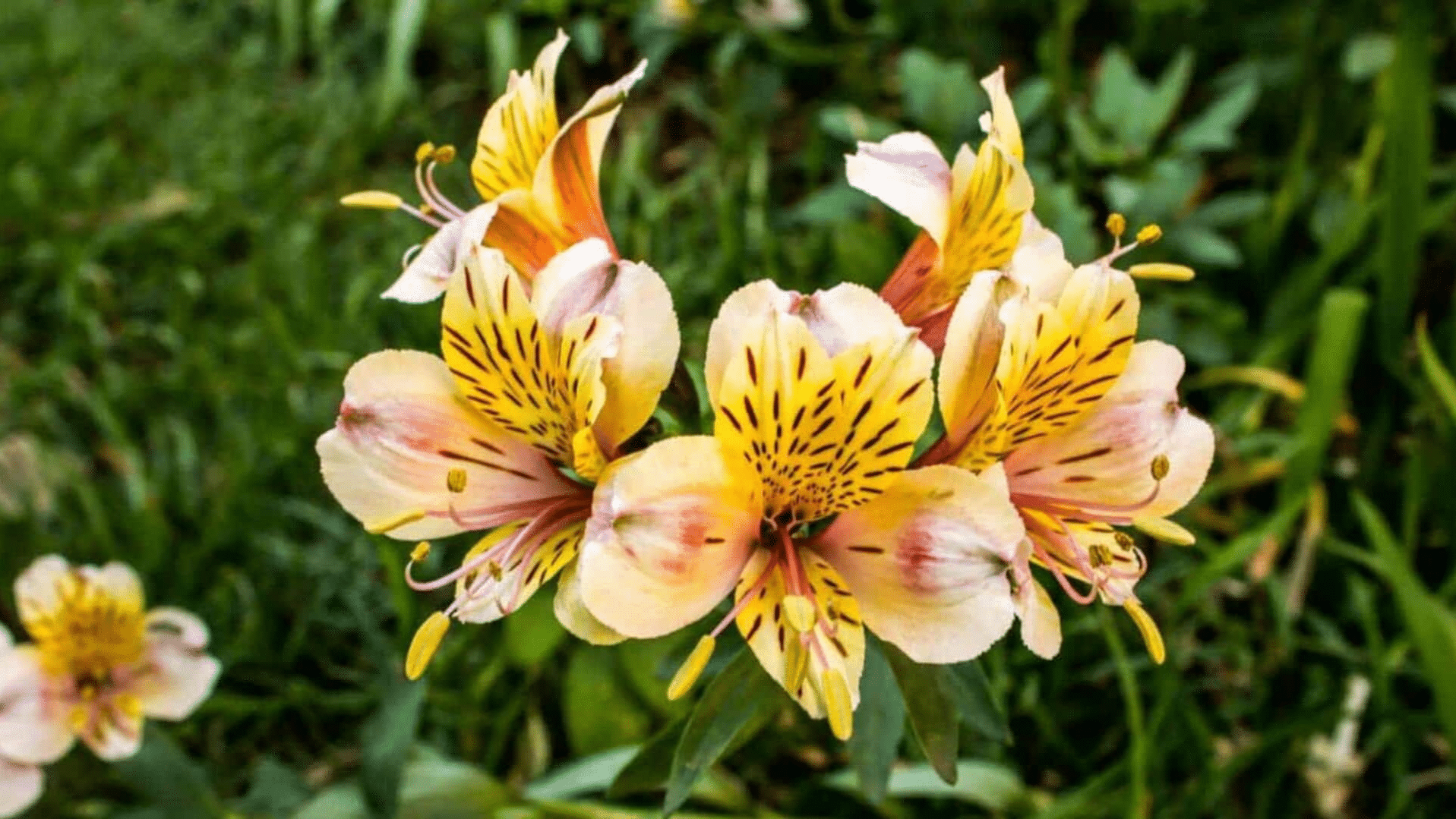 Alstroemeria