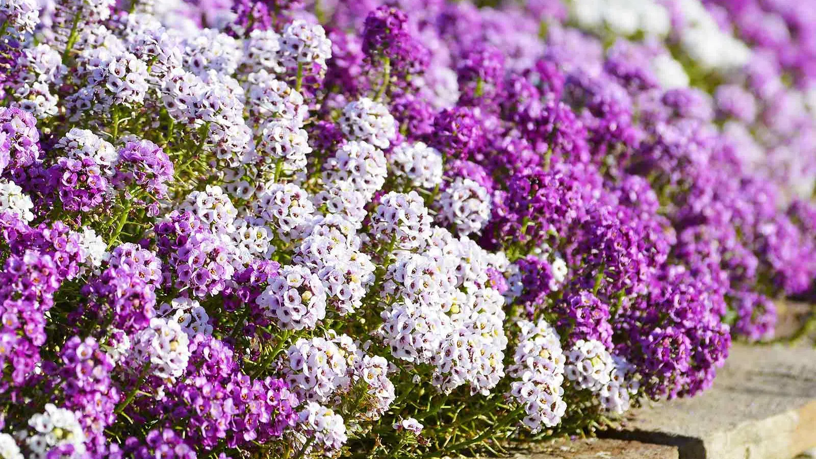 Alyssum
