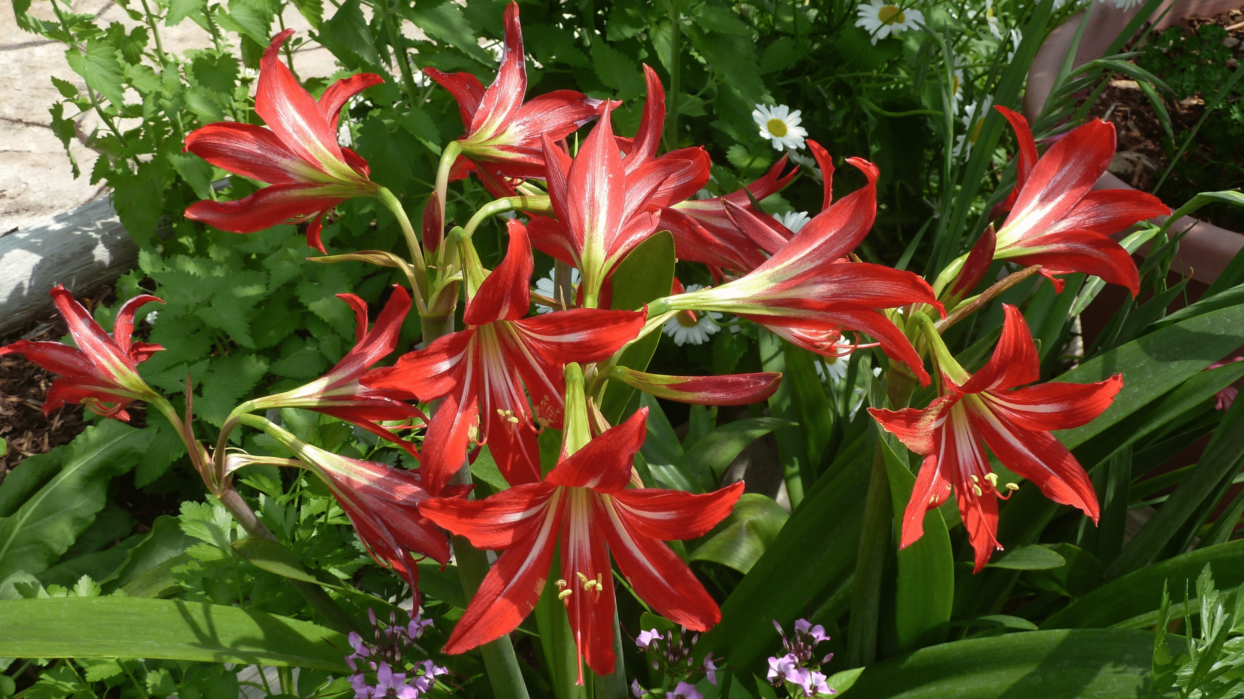 Amaryllis