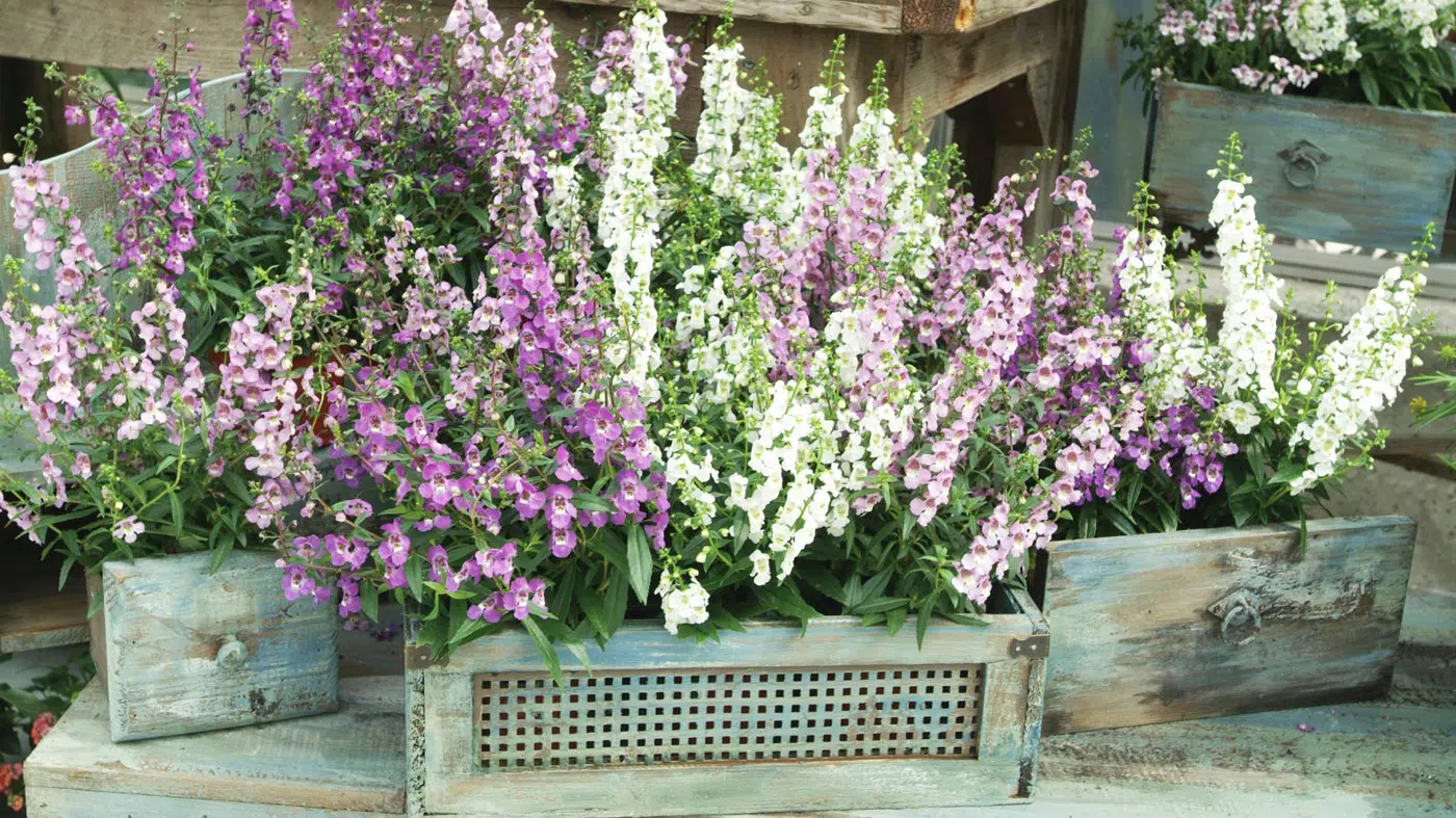 Angelonia